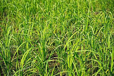 任天堂手游《失落的龙约》发布关服预告 具体时间待定