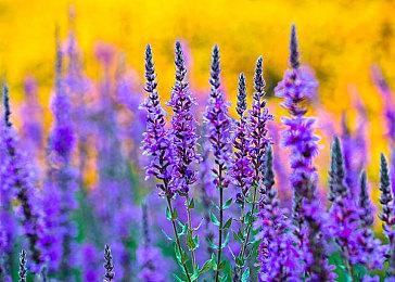 《战神4》奎爷声优将为《漫威复联》瓦坎达DLC黑豹配音